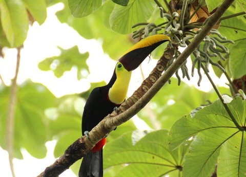 Circuit entre Jungles et Forêts du Costa Rica + extension Playa Samara - 31