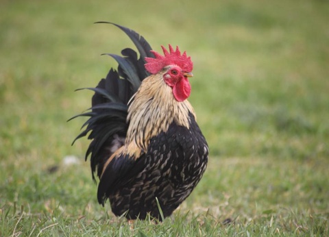 Camping Les Peupliers 3* - 18