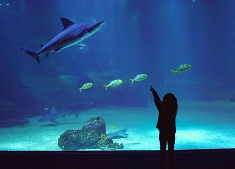 Séjour familial avec entrée à l'Aquarium Nausicaa - 3* - 28