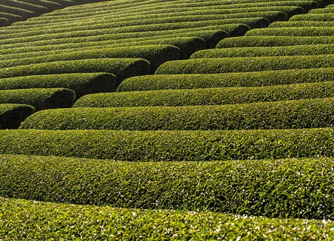 A la découverte du Japon (de Tokyo à Osaka) - 11