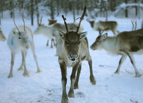 Circuit Splendeurs Polaire 07J/06N - 2026 - 5