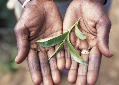 Combiné Circuit Joyaux du Sri Lanka & séjour Framissima Evasion Turyaa 4* - 9