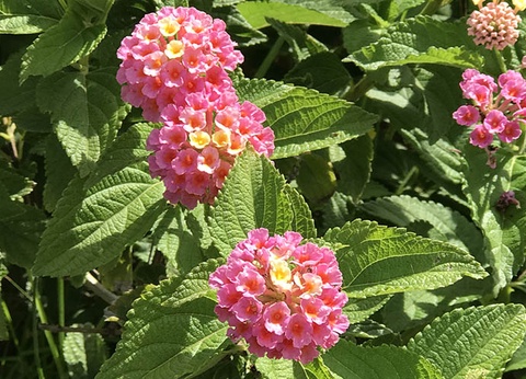 Hôtel Prea Gianca 3* - 9