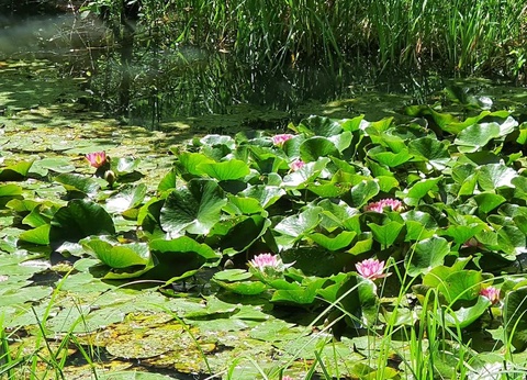 Camping Moulin de David 4* - 19