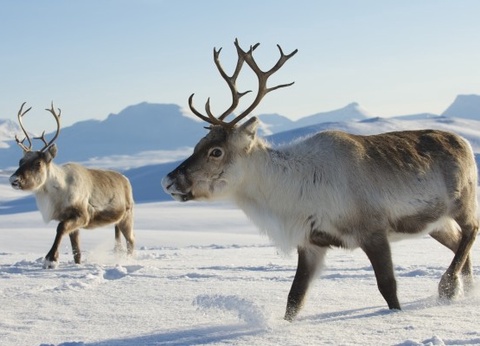 Circuit Échappée polaire au Cap Nord - 11