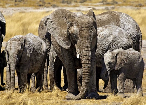 Road Trip Dunes et désert namibiens - 3