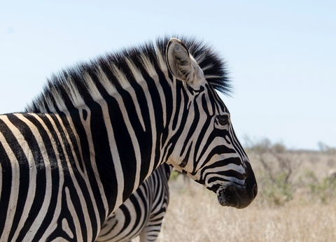 Splendeurs du Parc Kruger & Extension Chutes Victoria 13J/10N - 2026 - 8