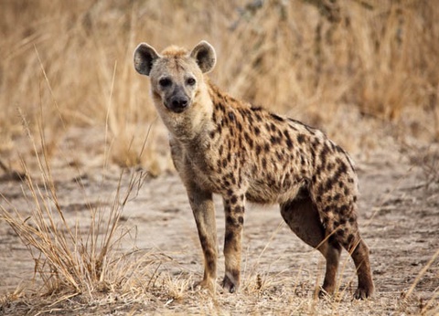 Circuit Safari Express, lacs et savane du Kenya - 2