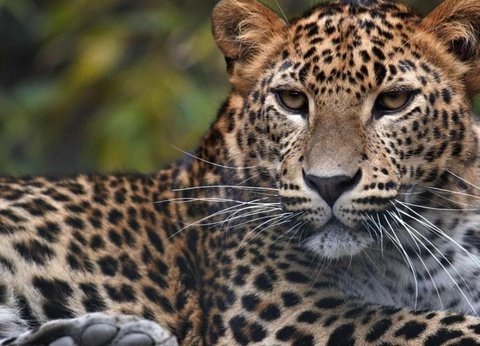 Camping Le Heron, 3* - 19