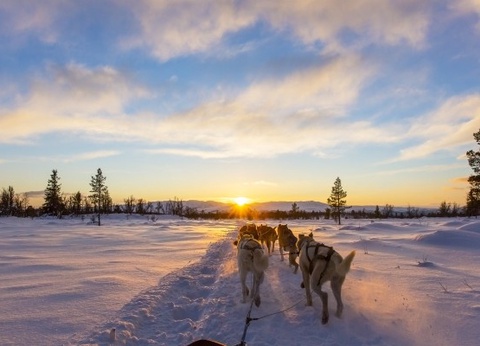 Circuit Rêveries en Laponie et nuit en igloo de verre - 7