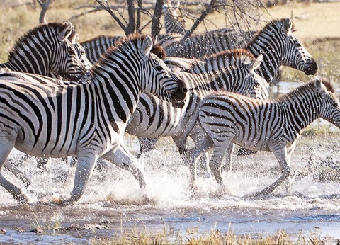 Circuit Inoubliable Botswana - 6