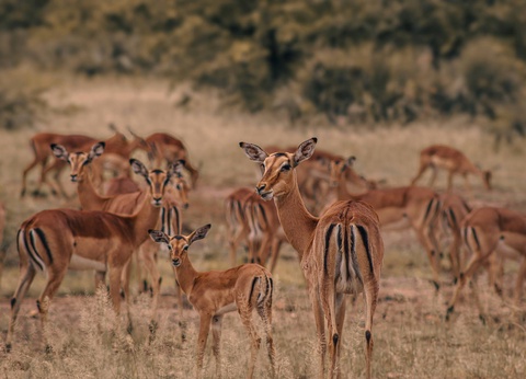 Circuit Essence d'Afrique du Sud et extension aux Chutes Victoria **** - 16