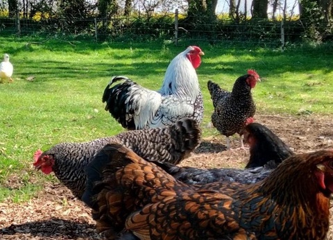 Camping Les Peupliers 3* - 43