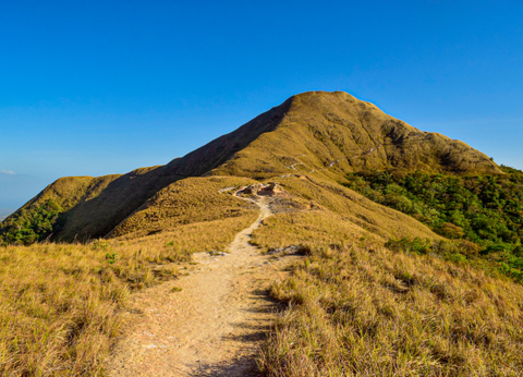 Circuit Panama, Couleur Café - 24