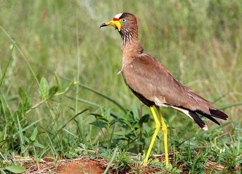 Croisière À bord du Bou el Mogdad - 8