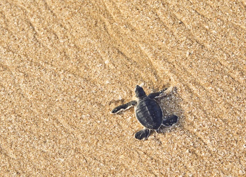 Circuit Des côtes omanaises à la démesure de Dubaï - 17