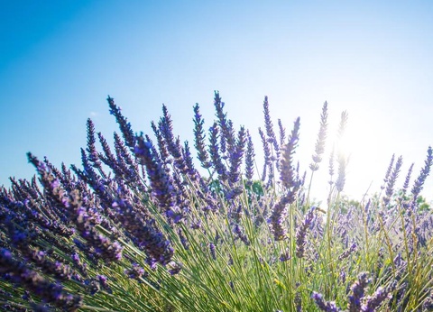 Camping Le Clos de Barbey, 3* - 36