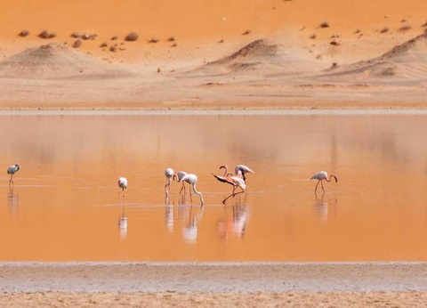 Circuit La boucle des Oasis : les jardins de la Saoura - 8