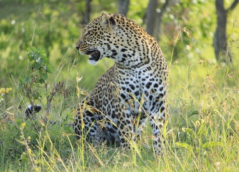 Circuit Du Parc Kruger au Cap de Bonne Espérance - 15