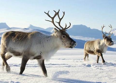 Hôtel Levi Spa (activités incluses) - 10