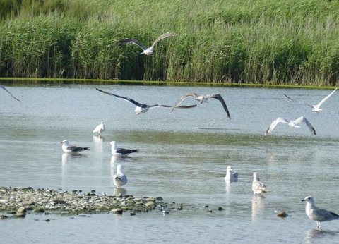 Camping La Corniche 3* - 32