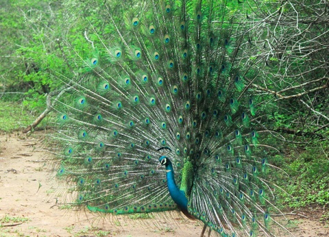 Circuit Quiétude sur l'île émeraude - 11