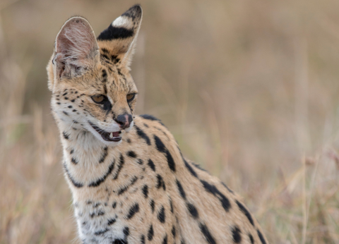 Circuit Lumières de la Savane Africaine - 14
