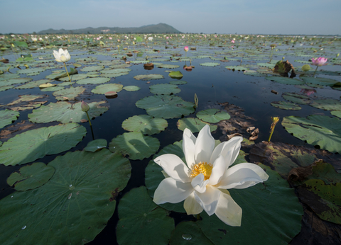 Circuit Lotus du Cambodge et plage à Koh Rong Sanloem 4* - 10