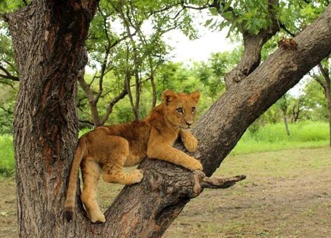 Circuit Beautés du Sénégal et balade avec les lions de Fathala - 2