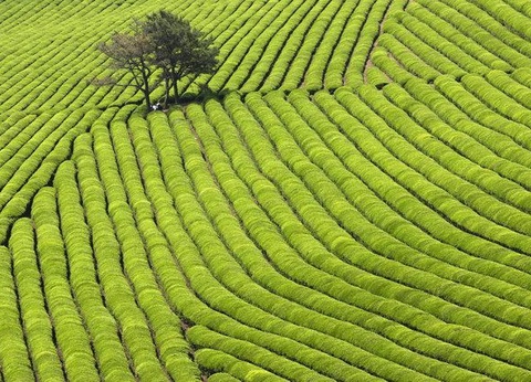 LE ROYAUME DU MATIN CALME EXT JEJU - 7