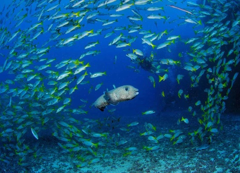 Circuit Échappée Active au Cap Vert depuis le Club Héliades Melia Tortuga Beach Resort and Spa 5* - 3