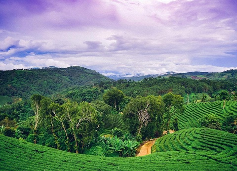 Circuit Essence de Thaïlande et plage : Ôclub Experience Khao Lak Emerald Resort 4* - 8