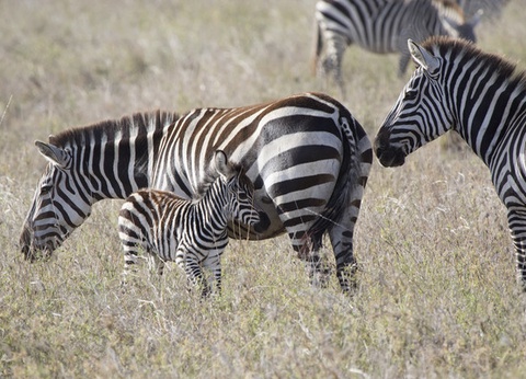 Combiné circuit et hôtel Framissima Paje Palms Beach Resort 4* avec 2 nuits au Parc de Selous - 6