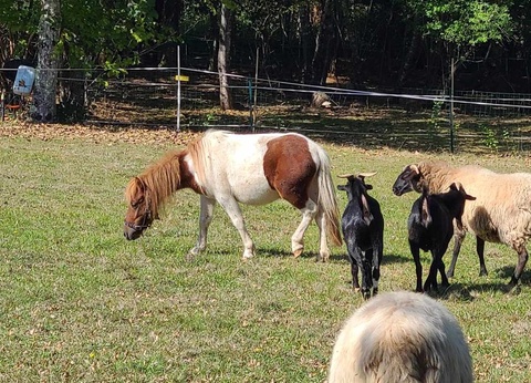 Camping Domaine Du Bois Coquet, 3* - 27