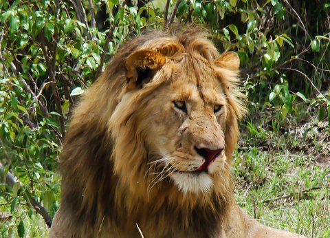 Safari Féeries d'Afrique - 20