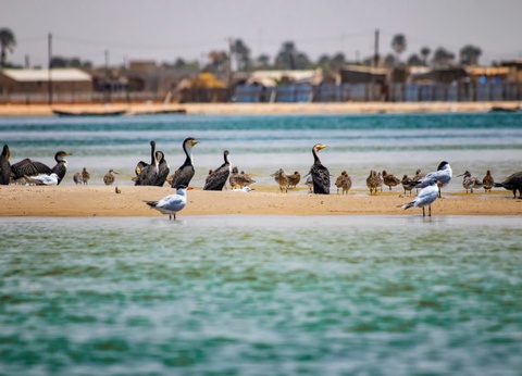 Circuit Sénégal, entre savane et plage du Framissima Riu Baobab ***** - 2