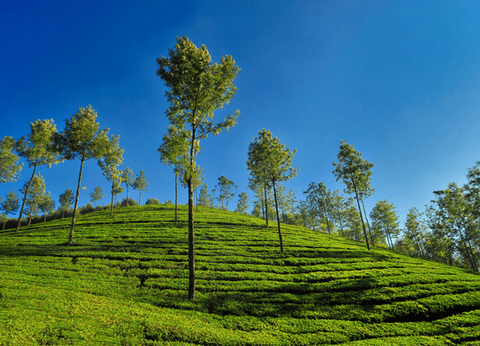 Circuit Merveilles du Kerala en Privatif - 16