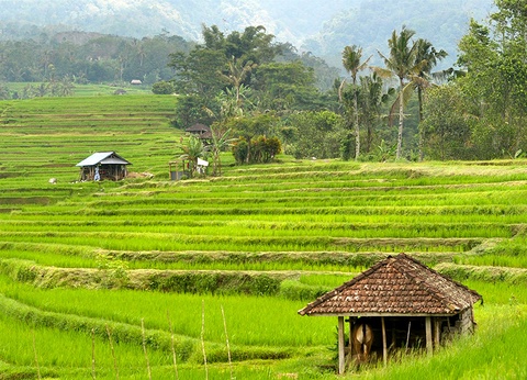 Circuit Irrésistible Bali 3/4* - 5