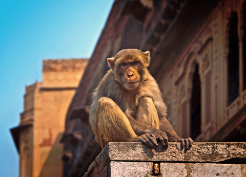 Circuit Sur la route du Taj Mahal au Tigres de Ranthambore - 17