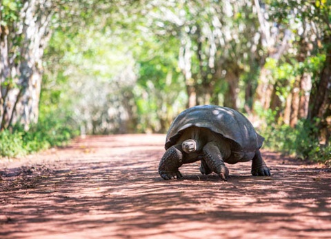 Circuit L'Équateur entre nature et authenticité + extension Galapagos (maximum 16 participants) - 19