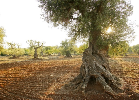 Autotour Les Pouilles en Liberté 4* - 4