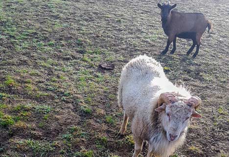 Camping Le Lac aux oiseaux - 3