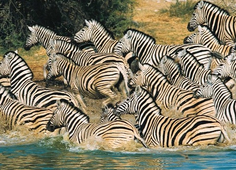 Hôtel Jumbo resort Watamu 4* et Safari 2 nuits - 4