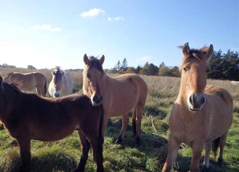 Camping Les Mouettes, 3* - 10