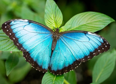 Circuit Merveilles du Costa Rica du Nord au Sud + Extension dans les Caraïbes et au Panama - 21