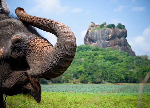 Circuit Le Royaume des Eléphants et plage en privatif - 12