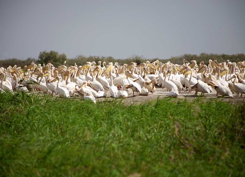 Circuit Saveurs du Sénégal - 3