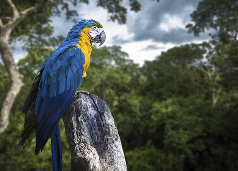 Circuit sur un air de samba et Extension Manaus - 14