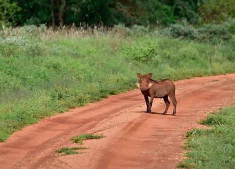 Circuit Explorations du Kenya 100% Safari - 13