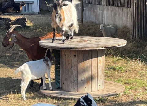 Camping Ushuaïa Villages La Conge, 3* - 47